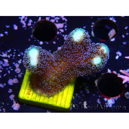 WYSIWYG Stylophora milka 1I2