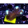 WYSIWYG Stylophora milka