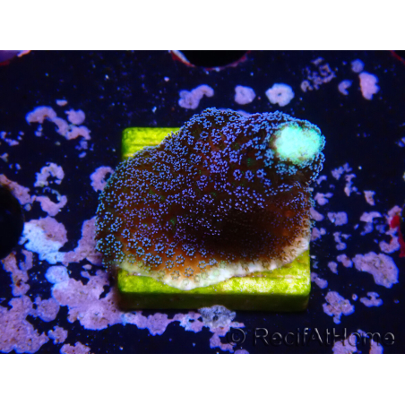 WYSIWYG Stylophora milka