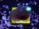 WYSIWYG Stylophora milka