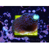 WYSIWYG Stylophora milka