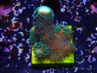 WYSIWYG Stylophora milka