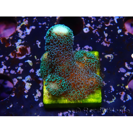 WYSIWYG Stylophora milka