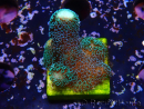 WYSIWYG Stylophora milka 1I6
