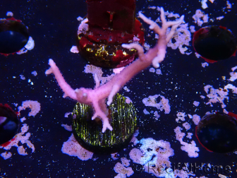 WYSIWYG Seriatopora histrix rosa