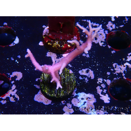 WYSIWYG Seriatopora histrix rosa