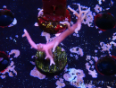 WYSIWYG Seriatopora histrix rosa