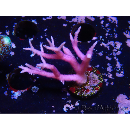 WYSIWYG Seriatopora histrix pink