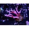 WYSIWYG Seriatopora histrix rose 1J3