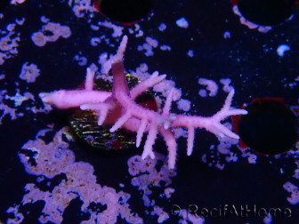 WYSIWYG Seriatopora histrix rosa