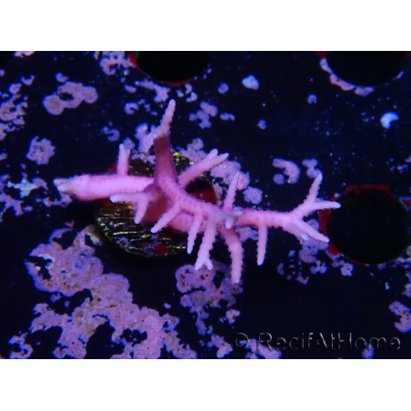 WYSIWYG Seriatopora histrix rosa