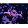 WYSIWYG Seriatopora histrix rosa