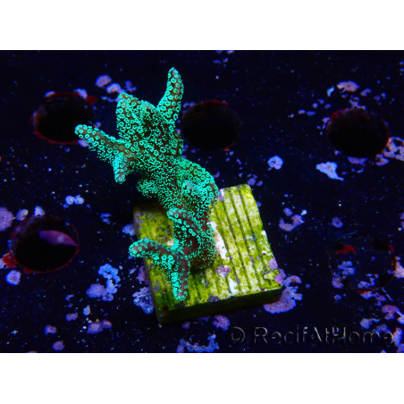 WYSIWYG Seriatopora caliendrum Electric Green