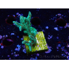 WYSIWYG Seriatopora caliendrum Electric Green