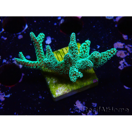 WYSIWYG Seriatopora caliendrum Electric Green