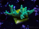 WYSIWYG Seriatopora caliendrum Electric Green 1L2