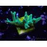 WYSIWYG Seriatopora caliendrum Electric Green