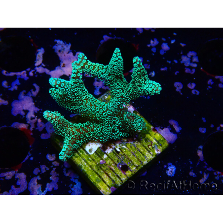 WYSIWYG Seriatopora caliendrum Electric Green