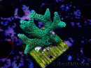 WYSIWYG Seriatopora caliendrum Electric Green 1L3