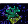 WYSIWYG Seriatopora caliendrum Electric Green