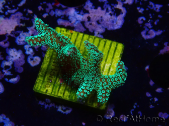 WYSIWYG Seriatopora caliendrum Electric Green