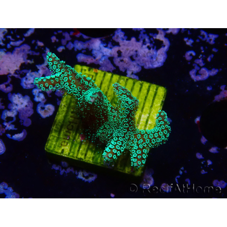 WYSIWYG Seriatopora caliendrum Electric Green