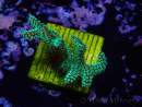 WYSIWYG Seriatopora caliendrum Electric Green