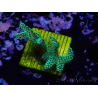 WYSIWYG Seriatopora caliendrum Electric Green