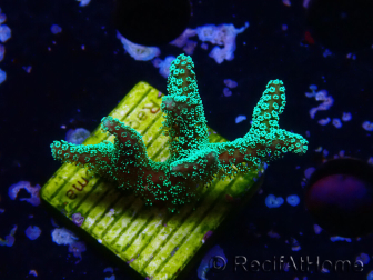 WYSIWYG Seriatopora caliendrum Electric Green