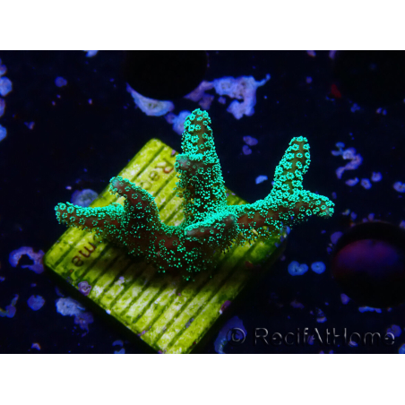 WYSIWYG Seriatopora caliendrum Electric Green