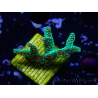 WYSIWYG Seriatopora caliendrum Electric Green 1L5
