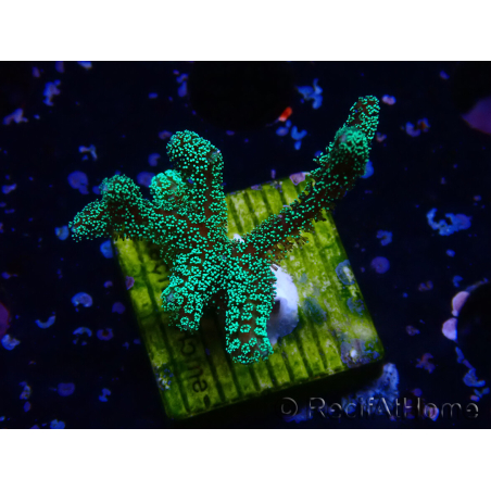 WYSIWYG Seriatopora caliendrum Electric Green