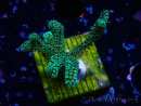 WYSIWYG Seriatopora caliendrum Electric Green