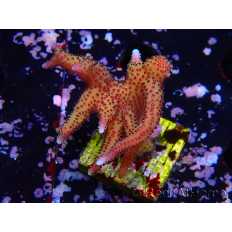 WYSIWYG Seriatopora caliendrum Pink