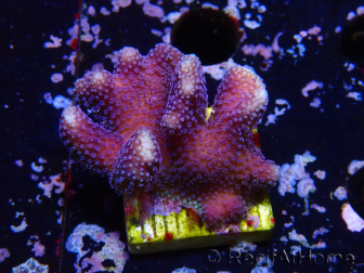 WYSIWYG Stylophora Purple Thin Branch