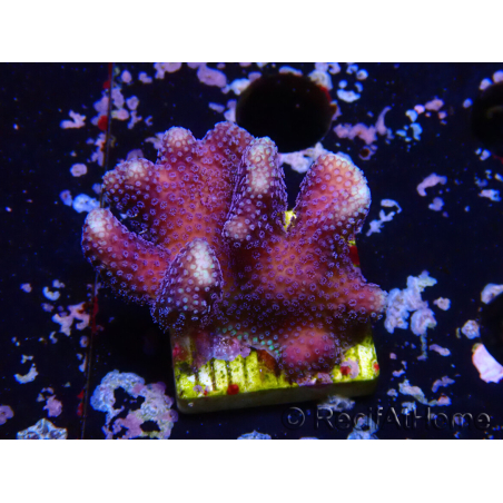 WYSIWYG Stylophora Purple Thin Branch
