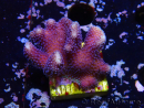 WYSIWYG Stylophora Purple Thin Branch