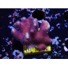 WYSIWYG Stylophora Purple Thin Branch