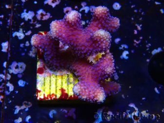 WYSIWYG Stylophora Rami Sottile Viola