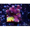 WYSIWYG Stylophora Rami Sottile Viola
