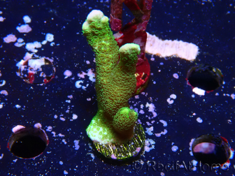 WYSIWYG- Montipora digitata vert