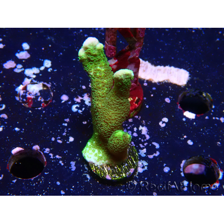 WYSIWYG - Green Montipora digitata