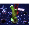 WYSIWYG- Montipora digitata vert