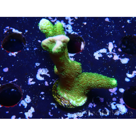 WYSIWYG- Montipora digitata grün