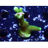 WYSIWYG - Green Montipora digitata