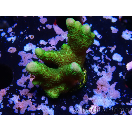 WYSIWYG - Montipora digitata grün