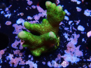 WYSIWYG - Green Montipora digitata