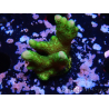 WYSIWYG - Montipora digitata grün