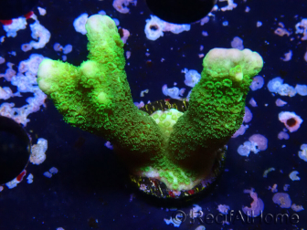 WYSIWYG- Montipora digitata grün