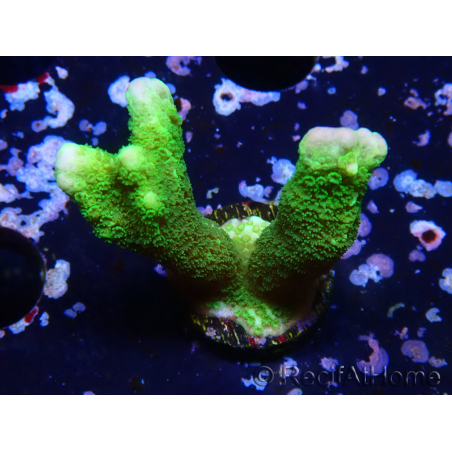 WYSIWYG- Montipora digitata grün